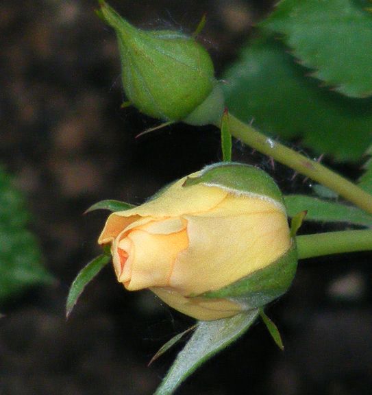 Bull's Eye photo be2014_06140065_zps72fec02b.jpg